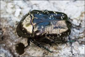 Attēlu rezultāti vaicājumam “Liocola lugubris”