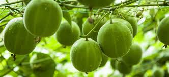 Attēlu rezultāti vaicājumam “Linaria loeselii fruit”