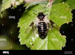 Attēlu rezultāti vaicājumam “Cimbicidae”