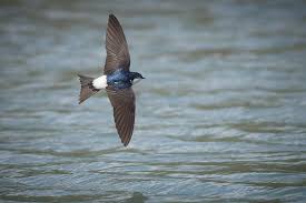 Attēlu rezultāti vaicājumam “Delichon urbicum juvenile”