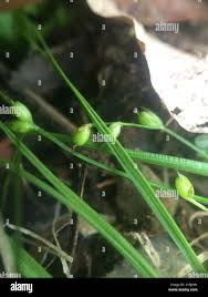 Attēlu rezultāti vaicājumam “Carex disperma”