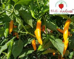 Afbeeldingsresultaat voor thai yellow hot pepper