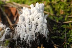 Attēlu rezultāti vaicājumam “Sebacina incrustans”