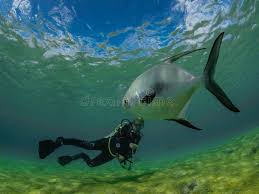 Image result for Trachinotus falcatus