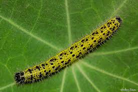 Attēlu rezultāti vaicājumam “Pieris brassicae larva”