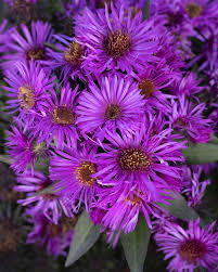 Image result for Aster novae-angliae