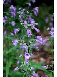 Image result for Penstemon