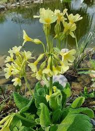 Image result for Schlüsselblumen