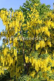 Attēlu rezultāti vaicājumam “Laburnum alpinum fruit”