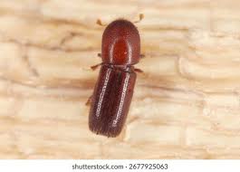 Attēlu rezultāti vaicājumam “Scolytidae”