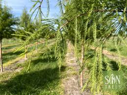 Attēlu rezultāti vaicājumam “Taxodium distichum”