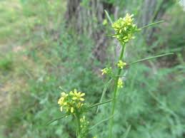 Attēlu rezultāti vaicājumam “Sisymbrium volgense leaf”