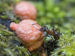 Attēlu rezultāti vaicājumam “Lycogala sp.”