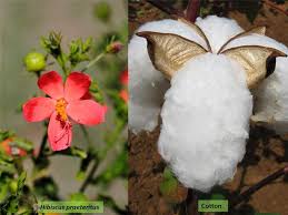 Attēlu rezultāti vaicājumam “Malvaceae”