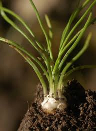 Attēlu rezultāti vaicājumam “Isoetes lacustris”