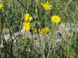 Attēlu rezultāti vaicājumam “Tragopogon pratensis subsp. pratensis leaf”
