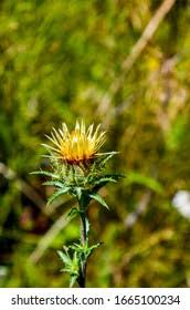 Attēlu rezultāti vaicājumam “Carlina biebersteinii flower”