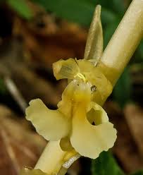 Attēlu rezultāti vaicājumam “Neottia nidus-avis”