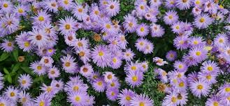 Image result for Aster amellus