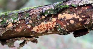 Attēlu rezultāti vaicājumam “Stereum rugosum”