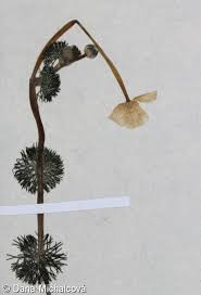 Attēlu rezultāti vaicājumam “Batrachium circinatum leaf”