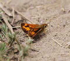 Attēlu rezultāti vaicājumam “Ochlodes sylvanus underside”