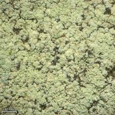 Attēlu rezultāti vaicājumam “Lepraria”