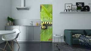 Attēlu rezultāti vaicājumam “Acronicta alni larva”