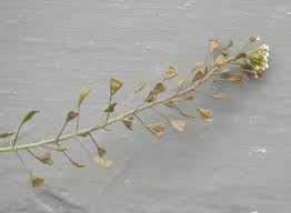 Attēlu rezultāti vaicājumam “Capsella bursa-pastoris bud”