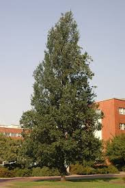 Attēlu rezultāti vaicājumam “Quercus robur”