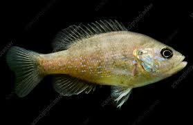 Image result for Lepomis cyanellus
