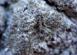 Attēlu rezultāti vaicājumam “Pertusaria coccodes”