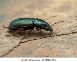 Attēlu rezultāti vaicājumam “Harpalus sp.”