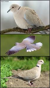 Attēlu rezultāti vaicājumam “Streptopelia decaocto”