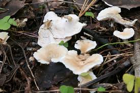 Attēlu rezultāti vaicājumam “Sistotrema confluens”