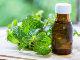 Image result for Mentha piperita