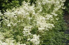 Attēlu rezultāti vaicājumam “Filipendula ulmaria”