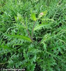 Attēlu rezultāti vaicājumam “Cirsium x rigens flower”