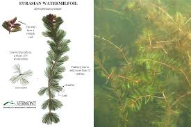 Attēlu rezultāti vaicājumam “Myriophyllum alterniflorum leaf”