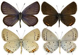 Attēlu rezultāti vaicājumam “Everes argiades”