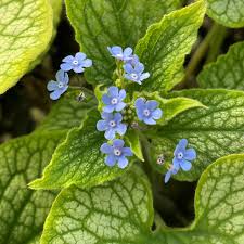 Attēlu rezultāti vaicājumam “Brunnera macrophylla flower”