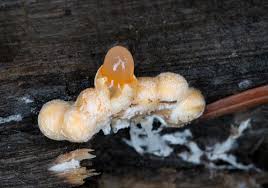 Attēlu rezultāti vaicājumam “Sphaerobolus stellatus”