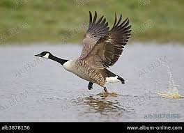 Attēlu rezultāti vaicājumam “Branta canadensis adult”