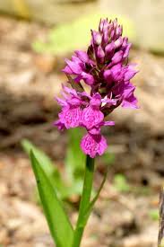 Attēlu rezultāti vaicājumam “Dactylorhiza russowii leaf”