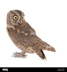 Image result for Otus scops