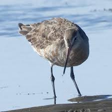 Image result for Limosa haemastica