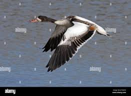 Attēlu rezultāti vaicājumam “Tadorna tadorna juvenile”