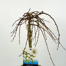 Attēlu rezultāti vaicājumam “Salix repens subsp. rosmarinifolia fruit”