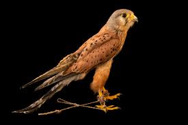 Attēlu rezultāti vaicājumam “Falco tinnunculus”