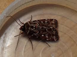 Attēlu rezultāti vaicājumam “Lycophotia porphyrea”